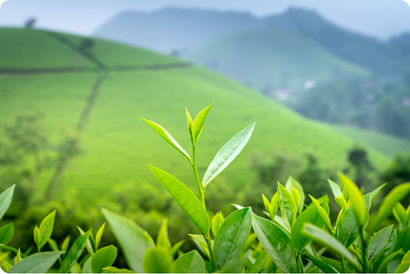 An Introduction to Tea