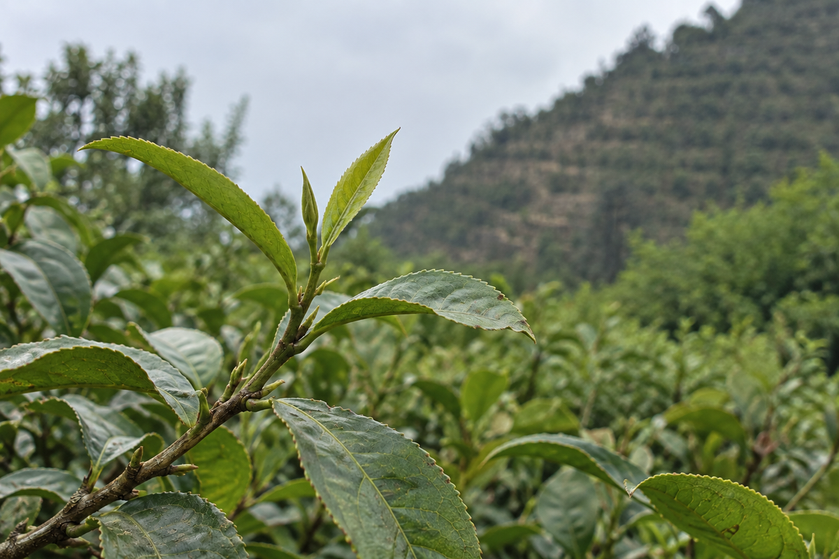 The Map of Tea
